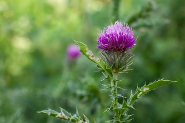 Onopordum acanthium. Devedikeni gökyüzüne doğru uzanıyor, doğal ilaçlardaki tıbbi özelliklerini ve uygulamalarını vurguluyor..