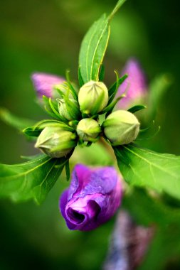 Gelişmemiş tomurcukları olan Hibiscus çiçeği