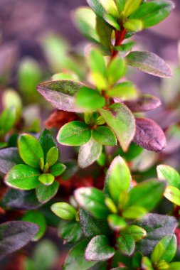 Azalea birkaç dal üzerinde yapraklar