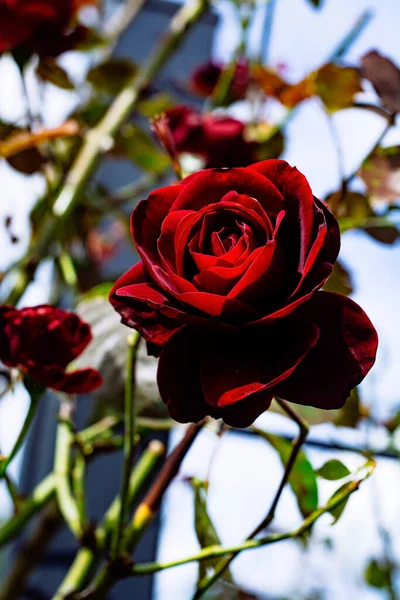 Rosa Roja Borgoña Con Espinas — Foto de Stock