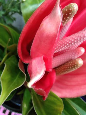 Güzel pembe bir çiçeğe yaklaş.