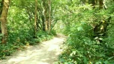 Ormanda yeşil ağaçlar