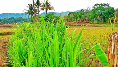 Mavi gökyüzü ile yeşil pirinç tarlası
