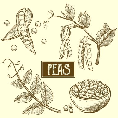 Eski tarz yeşil bezelyelerin el çizimi
