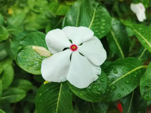 stock image white watercress flower after rain