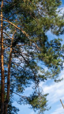 Ormandaki çam ağacı