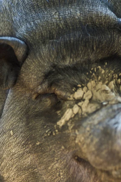 Грязный Пузатый Портрет Свиньи Высокое Качество Фото — стоковое фото