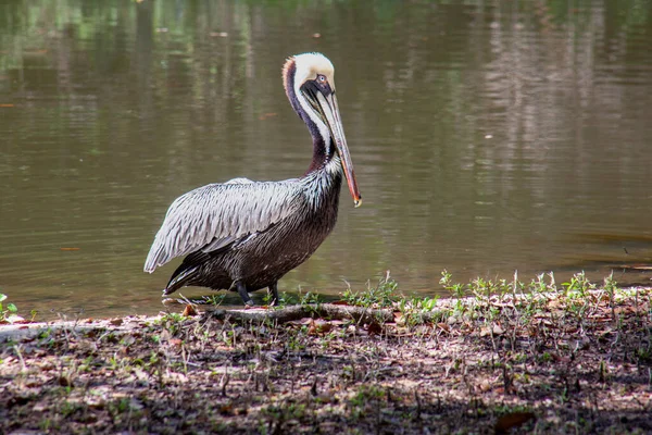 Brown Pelican Alam Liar Dekat Danau Foto Berkualitas Tinggi — Stok Foto