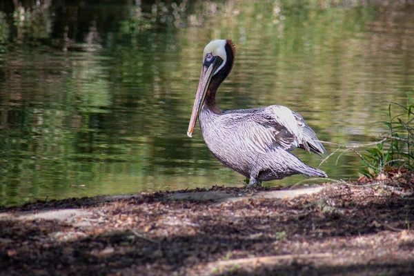Brown Pelican Alam Liar Dekat Danau Foto Berkualitas Tinggi — Stok Foto