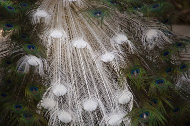 Üreme tüyleri içinde güzel bir erkek tavus kuşu. Yüksek kalite fotoğraf