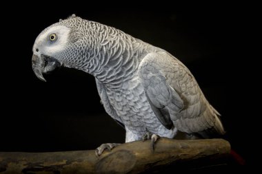 Siyah üzerine izole edilmiş Afrika gri papağanı. Yüksek kalite fotoğraf