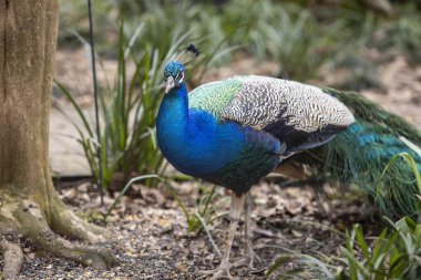 Üreme tüyleri içinde güzel bir erkek tavus kuşu. Yüksek kalite fotoğraf
