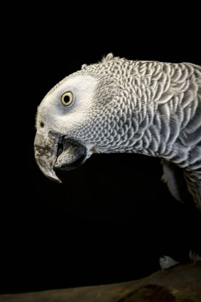 아프리카 앵무새는 검은색으로 고립되었습니다 품질의 — 스톡 사진
