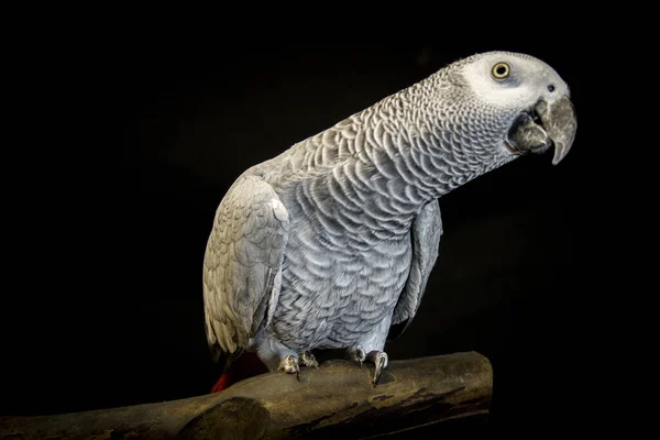 아프리카 앵무새는 검은색으로 고립되었습니다 품질의 — 스톡 사진