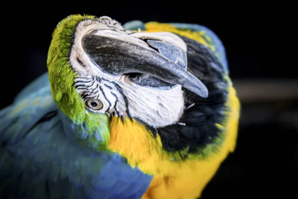 Porträtt Blå Och Guld Macaw Högkvalitativt Foto — Stockfoto