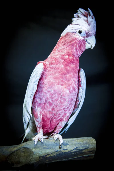 Рожеве Грудне Какао Ізольоване Чорному Високоякісна Фотографія — стокове фото