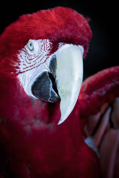 Färgglada Scarlet Macaw Isolerad Svart Högkvalitativt Foto — Stockfoto