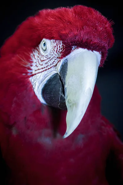Colorful Scarlet macaw isolated on black. High quality photo