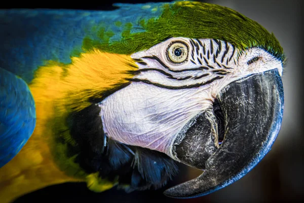 Portret Niebiesko Złotej Macaw Wysokiej Jakości Zdjęcie — Zdjęcie stockowe