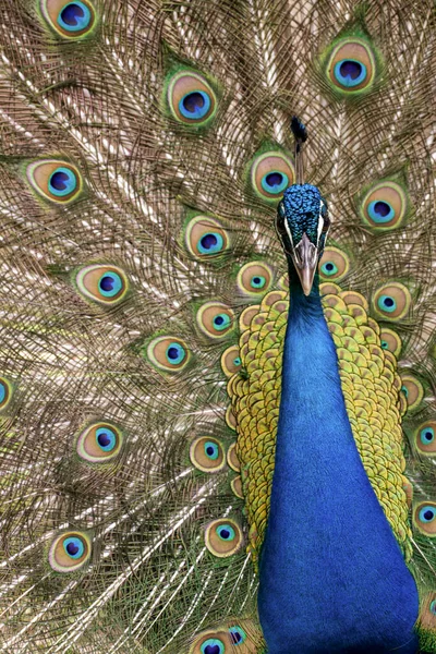 Vackra Manliga Påfågel Avel Fjäderdräkt Högkvalitativt Foto — Stockfoto