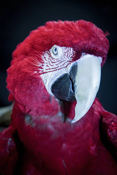 다채로운 스칼렛 Macaw 품질의 — 스톡 사진