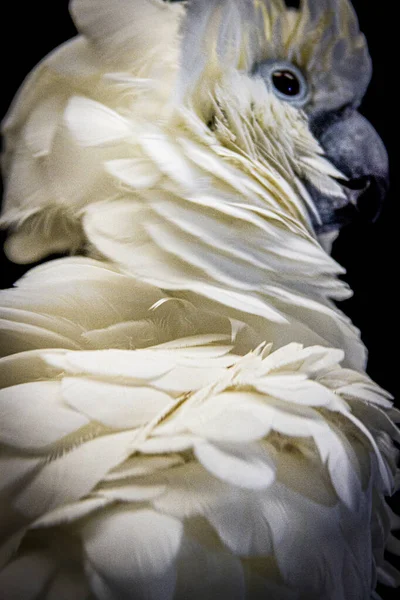 Umbrella Cockatoo Isolerad Svart Högkvalitativt Foto — Stockfoto
