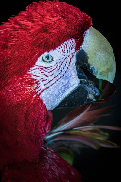 Färgglada Scarlet Macaw Isolerad Svart Högkvalitativt Foto — Stockfoto
