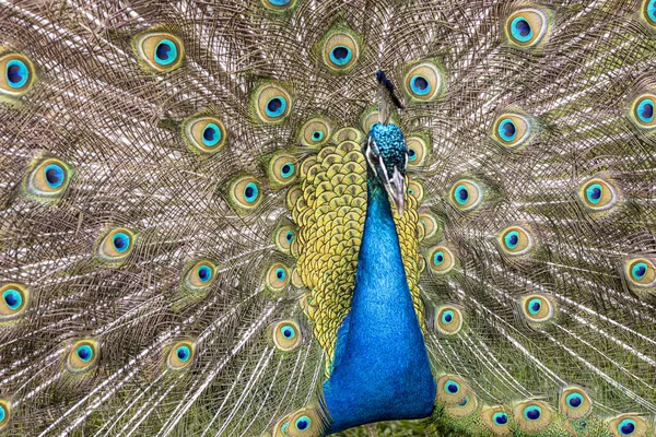 Vackra Manliga Påfågel Avel Fjäderdräkt Högkvalitativt Foto — Stockfoto