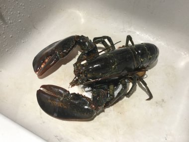 Canlı taze Maine ıstakozu pişirmeye hazır. Yüksek kalite fotoğraf