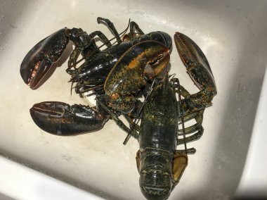 Canlı taze Maine ıstakozu pişirmeye hazır. Yüksek kalite fotoğraf