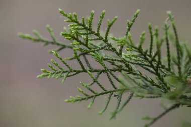 Ladin ağacının dalının macrosu. Yüksek kalite fotoğraf