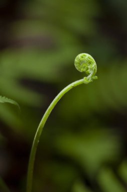 Orman zemininde yetişen yabani eğreltiotları. Yüksek kalite fotoğraf