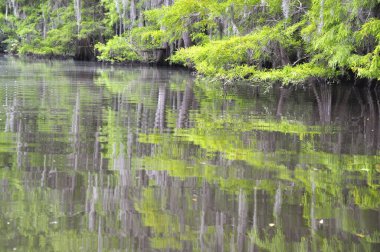Louisiana Bataklığı 'nın derinliklerinden bir sahne. Yüksek kalite fotoğraf