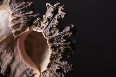 Kopya uzayı olan bir deniz kabuğunun makro kabuğu. Yüksek kalite fotoğraf