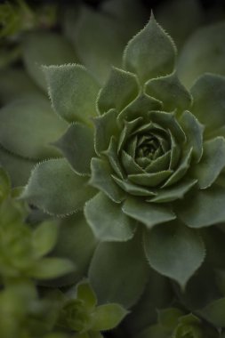 Kaktüs ya da kaktüs makrosu. Yüksek kalite fotoğraf