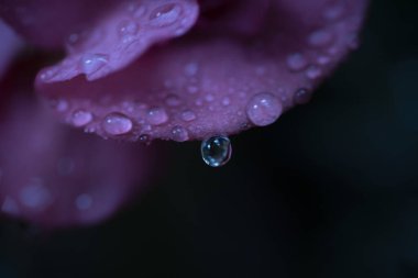 Yağmurdan düşen çiy damlalarıyla pembe gül. Yüksek kalite fotoğraf