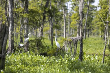 Louisiana Bataklığı 'nın derinliklerinden bir sahne. Yüksek kalite fotoğraf