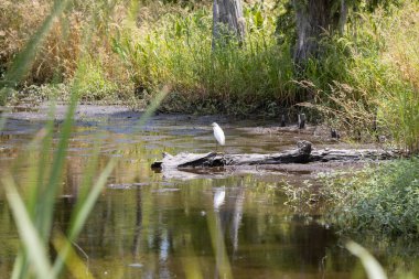 Louisiana Bataklığı 'nın derinliklerinden bir sahne. Yüksek kalite fotoğraf