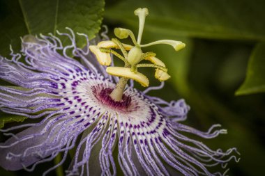 Louisiana bataklığında vahşi bir tutku çiçeği. Yüksek kalite fotoğraf