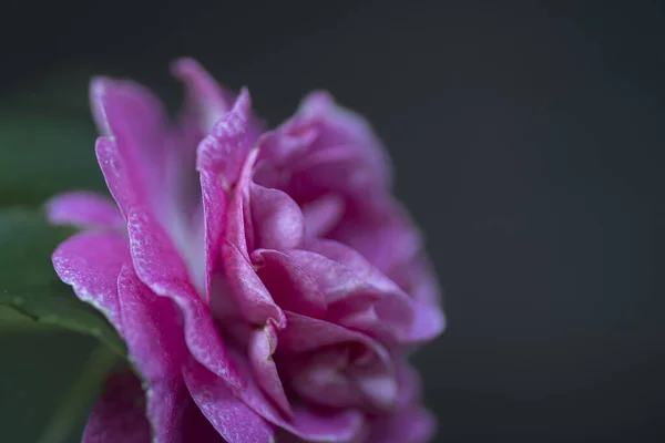Piękny Różowy Kwiat Pełnym Rozkwicie Miejsca Kopiowania Wysokiej Jakości Zdjęcie — Zdjęcie stockowe