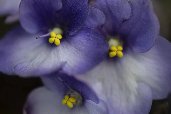 Makro Fioletowych Kwiatów Lawendy Afrykańskiej Wysokiej Jakości Zdjęcie — Zdjęcie stockowe