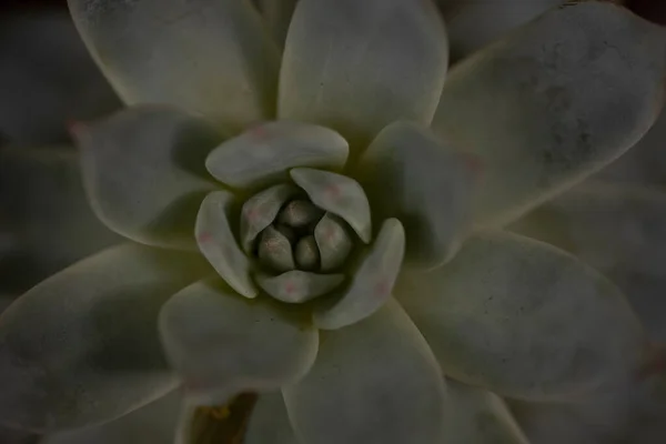 Makro Eines Kaktus Oder Kaktus Hochwertiges Foto — Stockfoto