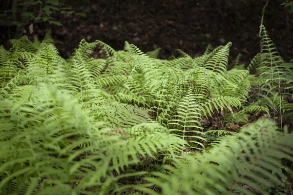 Wild Ferns Growing Forest Floor High Quality Photo — Stock Photo, Image