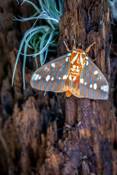 Regal Moth Macro Wood Background High Quality Photo — Stock Photo, Image