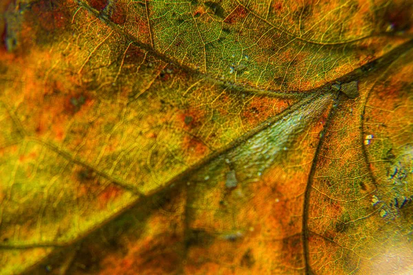 Macro Colorful Fall Leaf High Quality Photo — Stock Photo, Image