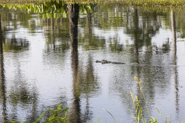 Alligatore Americano Che Nuota Una Palude Della Louisiana Foto Alta — Foto Stock