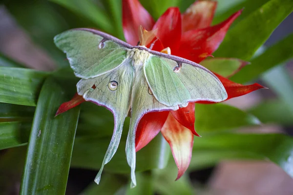 Beautiful luna moth on a bright red flower. High quality photo
