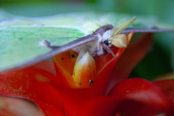 Beautiful Luna Moth Bright Red Flower High Quality Photo — Stock Photo, Image