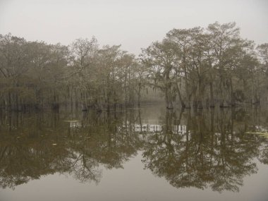 Selvi ağacı siluetleriyle Atchafalaya Bataklığı 'nda sisli ve sisli bir sabah. Yüksek kalite fotoğraf