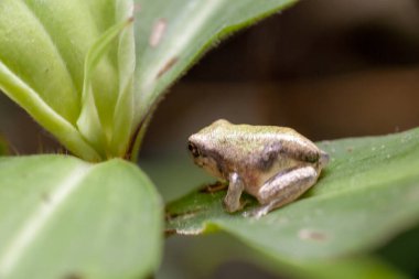 Daldaki genç yeşil kurbağanın makro 'su. Yüksek kalite fotoğraf
